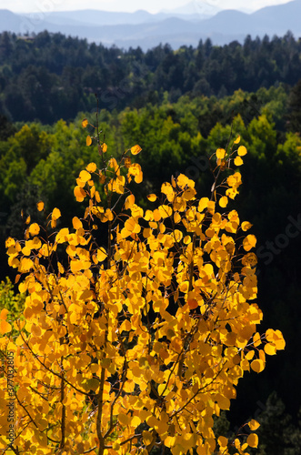 Golden aspen leaves in front of a mountainous landscape.