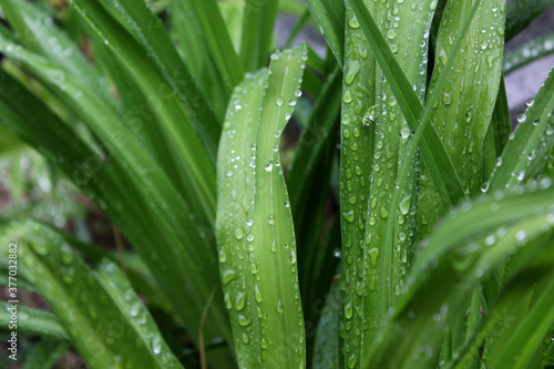 Water drops on long leaves nature background . 