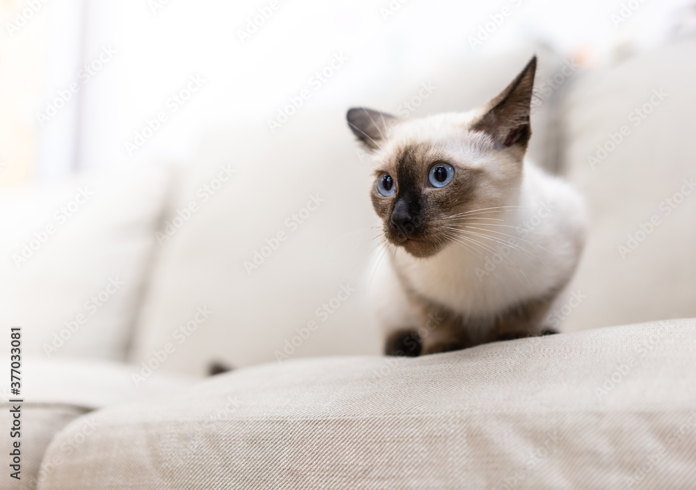 Siamese cat crouched on the sofa Siamese cat crouched on the sofa