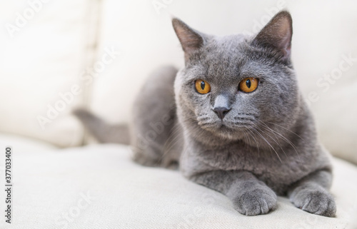 British shorthair cat lying on the sofa 