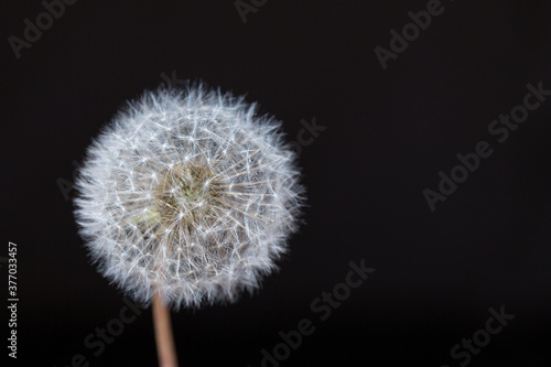 Dandelion on black background