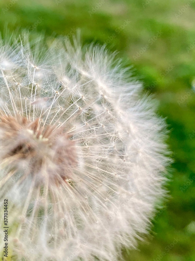 Obraz premium dandelion seed head