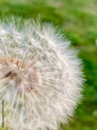 dandelion seed head