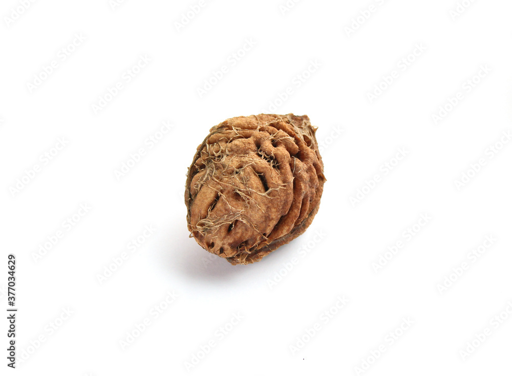 Peach seeds isolated on white background Peach seeds isolated on white background