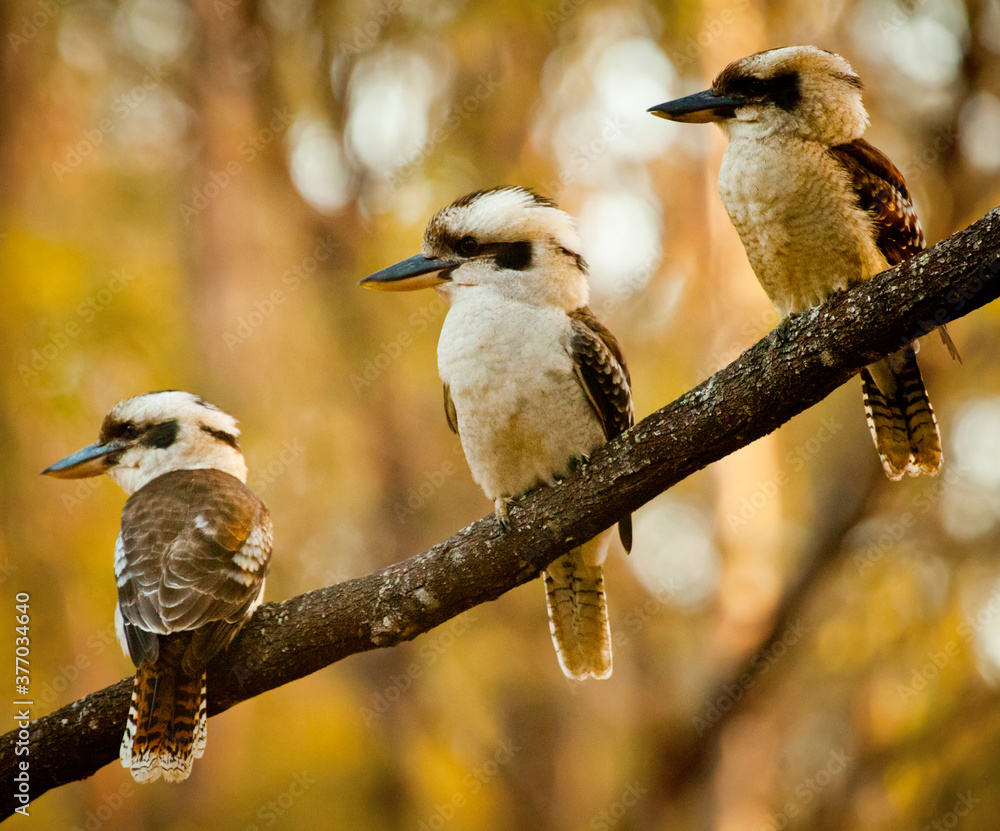 Φωτογραφία Family of three Kookaburras sitting on a wattle branch in front of green and gold wattle