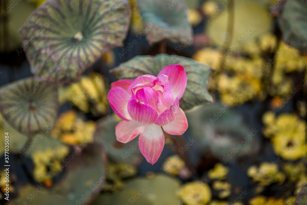 Close-up natural background view of colorful flowers (lotus) in sunlight and naturally wilted leaves. Close-up natural background view of colorful flowers (lotus) in sunlight and naturally wilted leaves.