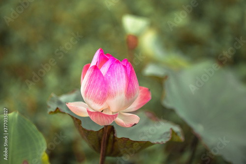 The natural background view of the pink flowers  lotus   the blurring of the wind  to decorate in a park or a large pond in the midst of nature.