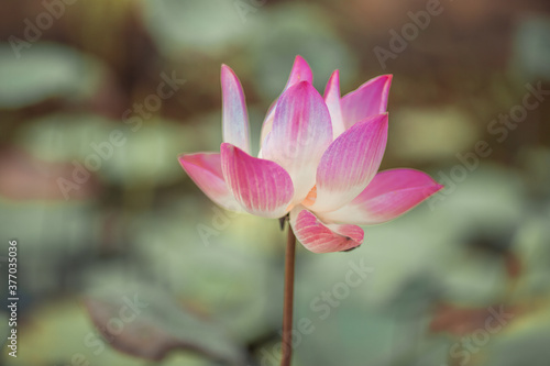 The natural background view of the pink flowers  lotus   the blurring of the wind  to decorate in a park or a large pond in the midst of nature.