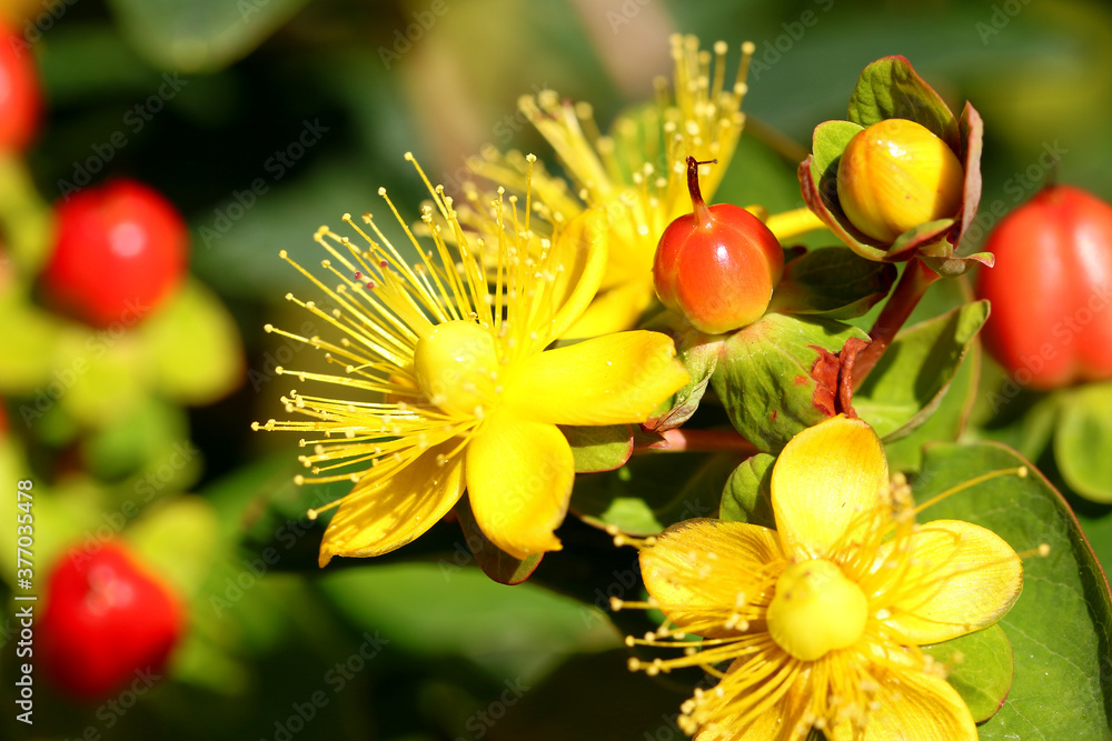 Fotografia Hypericum Inodorum Flowering Plant scrub St. John's Wort