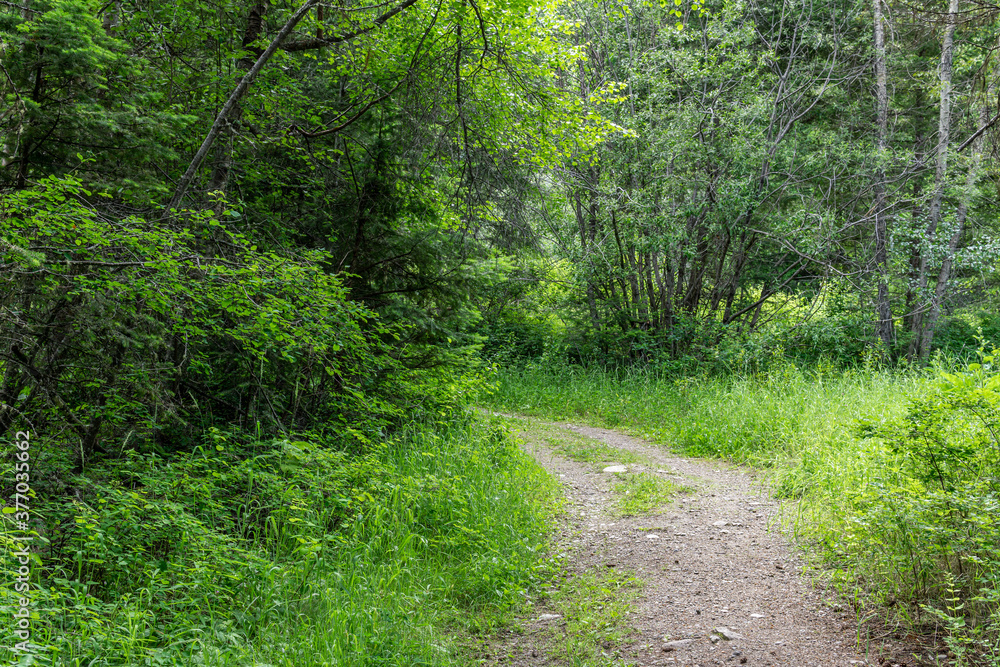 Empty hiking trail in the Paul Lake Provincial Park British Columbia Canada. Empty hiking trail in the Paul Lake Provincial Park British Columbia Canada.