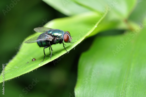 Outdoor Green Bottle Fly in Green Leaf