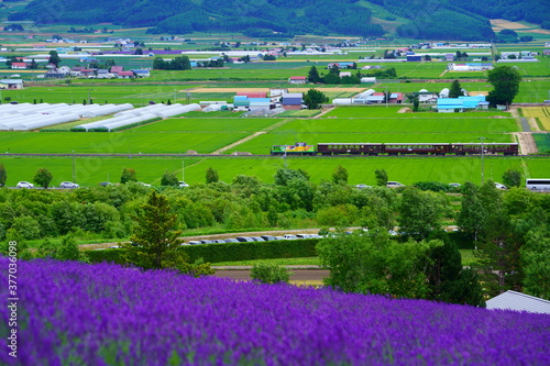 ラベンダー畑とノロッコ号