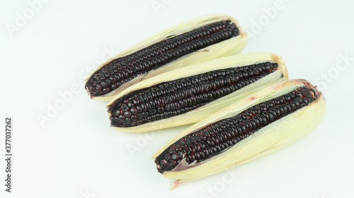 Organic Purple and black fresh corn on white background photo