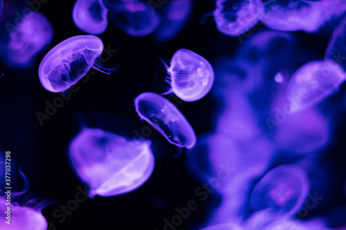紫と黒との調和されたクラゲの住む世界 © Yoshikazu