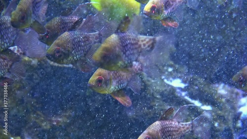 Sphaeramia nematoptera. Pajama Cardinalfish swimming in the aquarium. Close up. 4K. Spotted, Coral, Polkadot Cardinalfish. photo