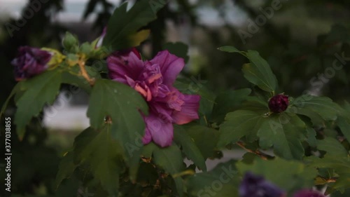 Tree Flower-Night photo