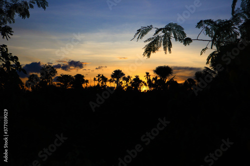 sunset creating a beautiful silhouettes of nature