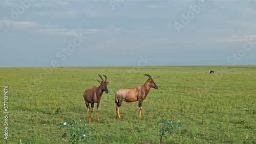 Bubal antelopes stand on the green grass of the savannah. Curved horns  brown hide. Herbivores graze in the distance. Summer. Kenya. Amboseli park.
