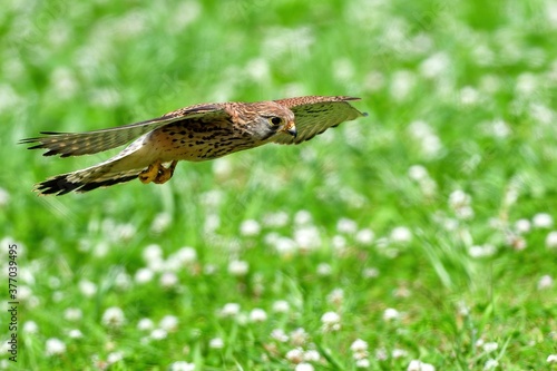 シロツメグサの上をバッタを探して飛ぶチョウゲンボウ