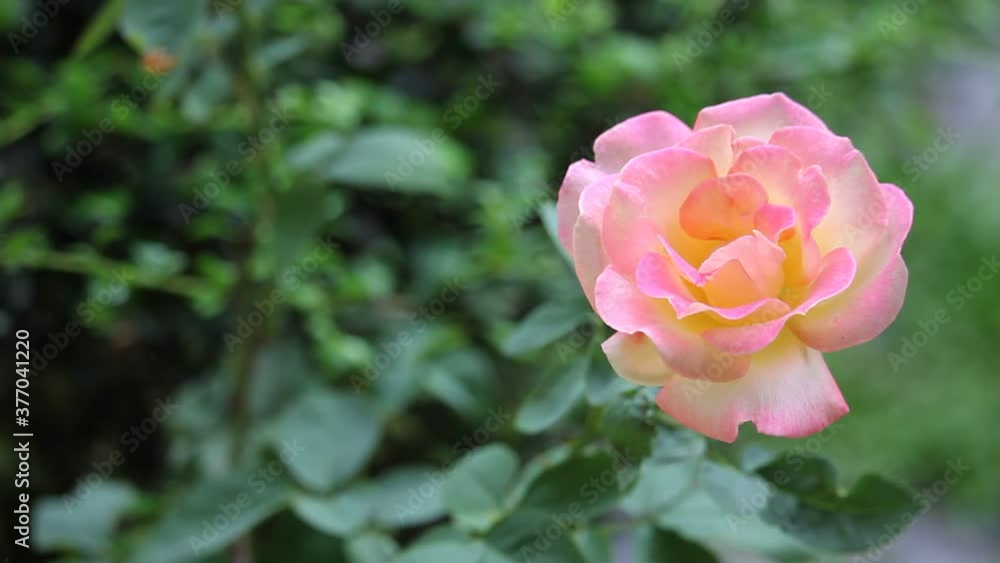 rose flower rose flower