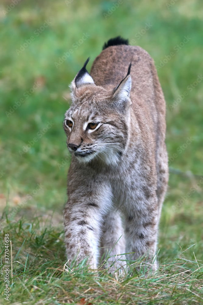 Eurasian lynx (Lynx lynx) in its natural enviroment Eurasian lynx (Lynx lynx) in its natural enviroment