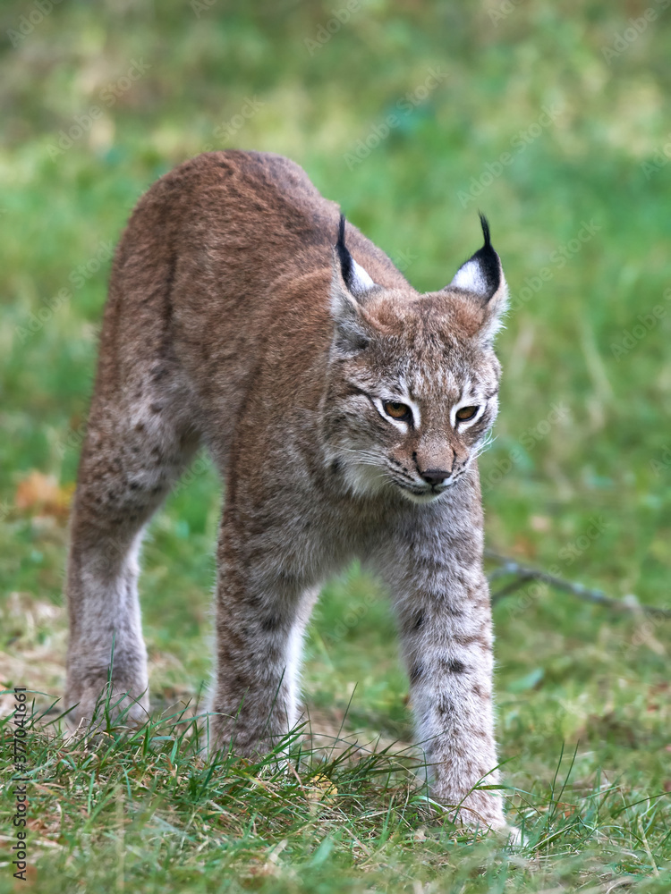 Obraz premium Eurasian lynx (Lynx lynx) in its natural enviroment
