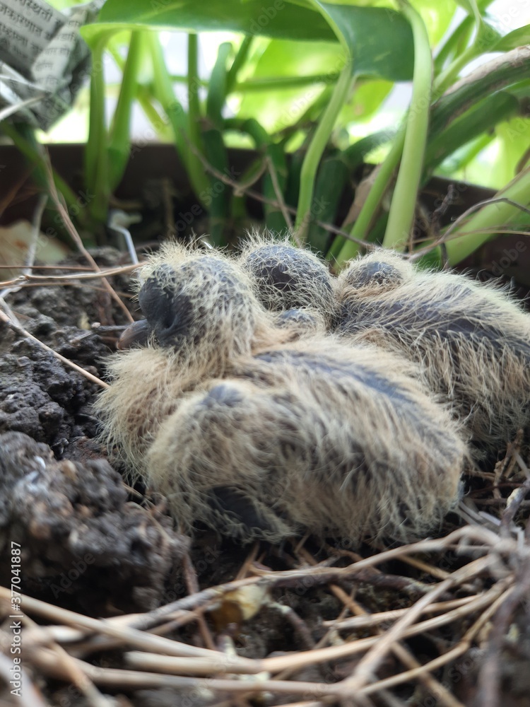 baby birds in nest called laughing dove. baby birds in nest called laughing dove.