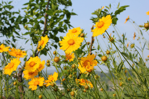 Golden-Wave flower on nature background