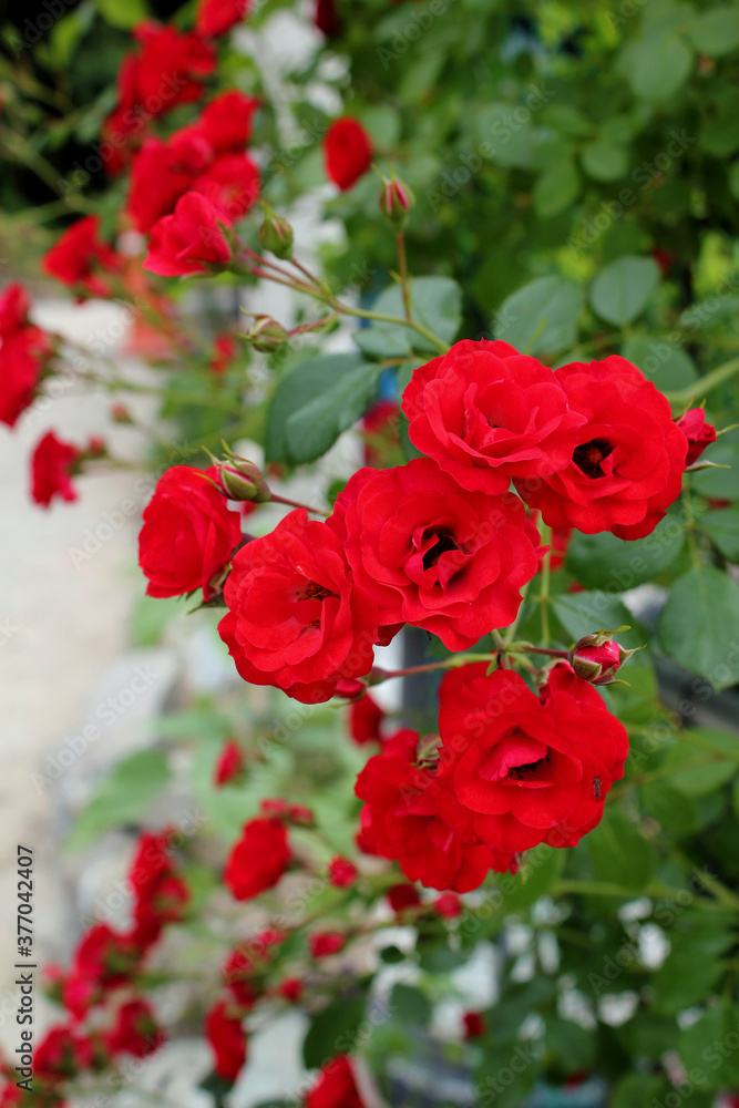 red rose vine in nature background .