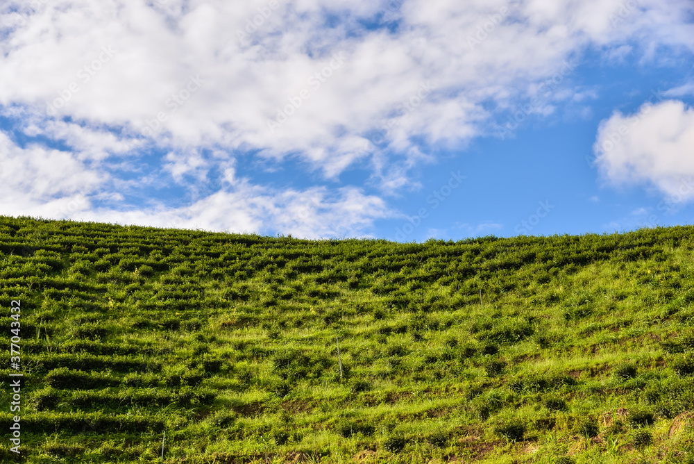 Grass-covered green tea tree, sky and clouds