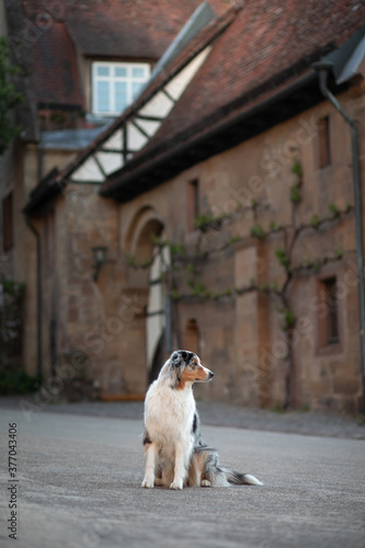 dog on the background of half-timbered houses. Pet in the city.