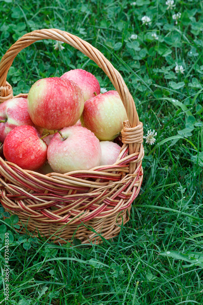 Just picked apples in a wicker basket on green grass in the garden.