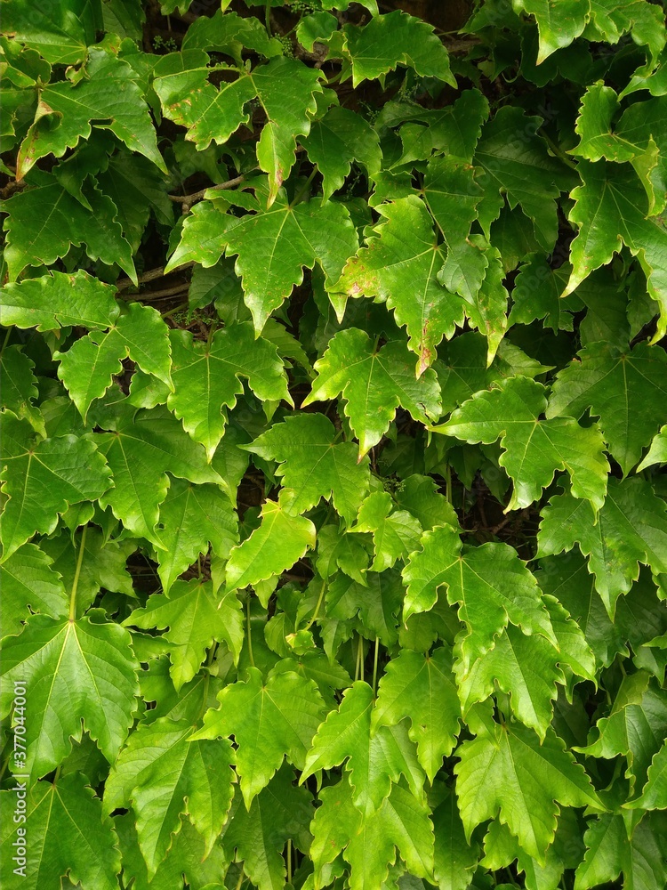 Grapevine leaves in a vineyard.