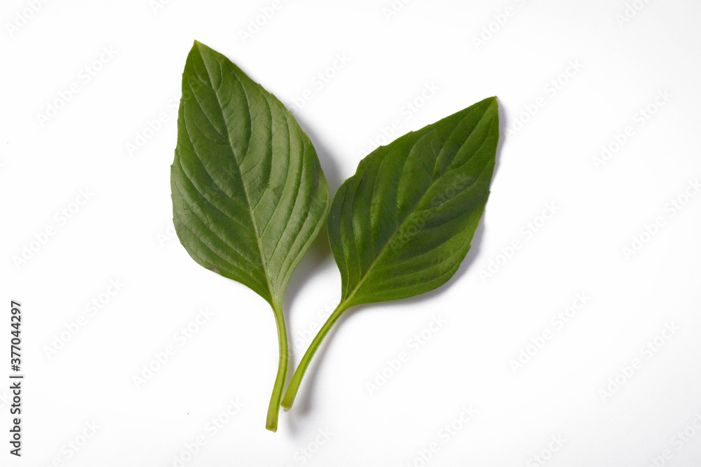 Obraz premium Two basil leaves Isolated image on white background