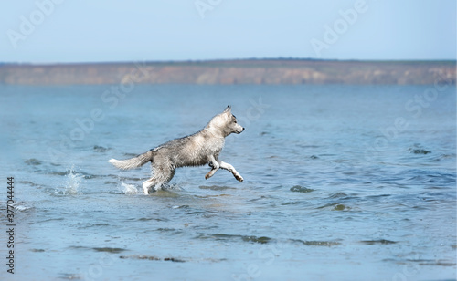 A young Siberian Husky male jumps out of the water. The dog has grey   white fur  he looks playful. The blue water of the estuary surrounds him. Coast in the background  the sky is clear.