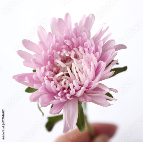 pink chrysanthemum flower isolated on white background.