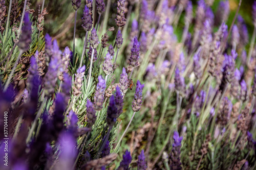 Beautiful close up bokeh of colorful lavender field with only one bee pollinating the violet and purple flowers