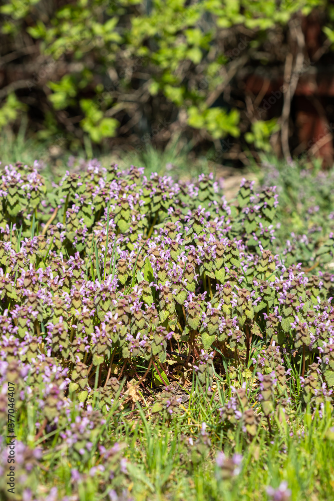 Obraz premium Violet Flowers Of Lamium Purpureum In Summer Field Meadow With Blurred Background