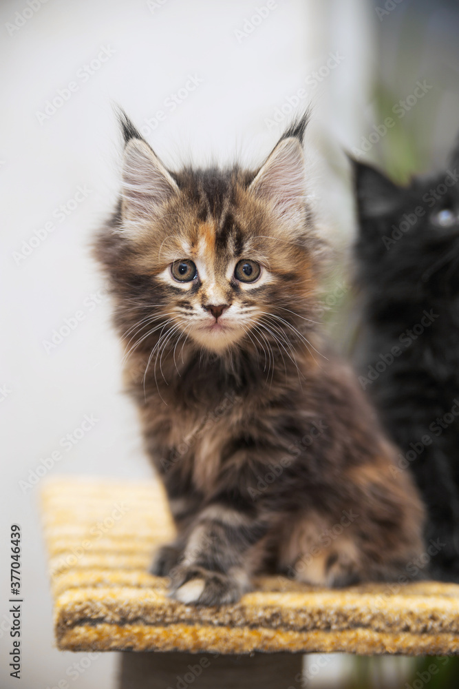 Maine Coon kitten. Age - 2 month. Concept of Pets and veterinary medicine.