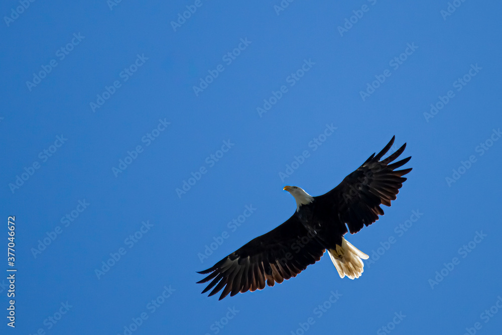 An overhead close up shot of an American Bald eagle (Haliaeetus leucocephalus) gliding in the sky. Image was taken in Eastern Neck Wildlife Refuge by the Chesapeake bay An overhead close up shot of an American Bald eagle (Haliaeetus leucocephalus) gliding in the sky. Image was taken in Eastern Neck Wildlife Refuge by the Chesapeake bay