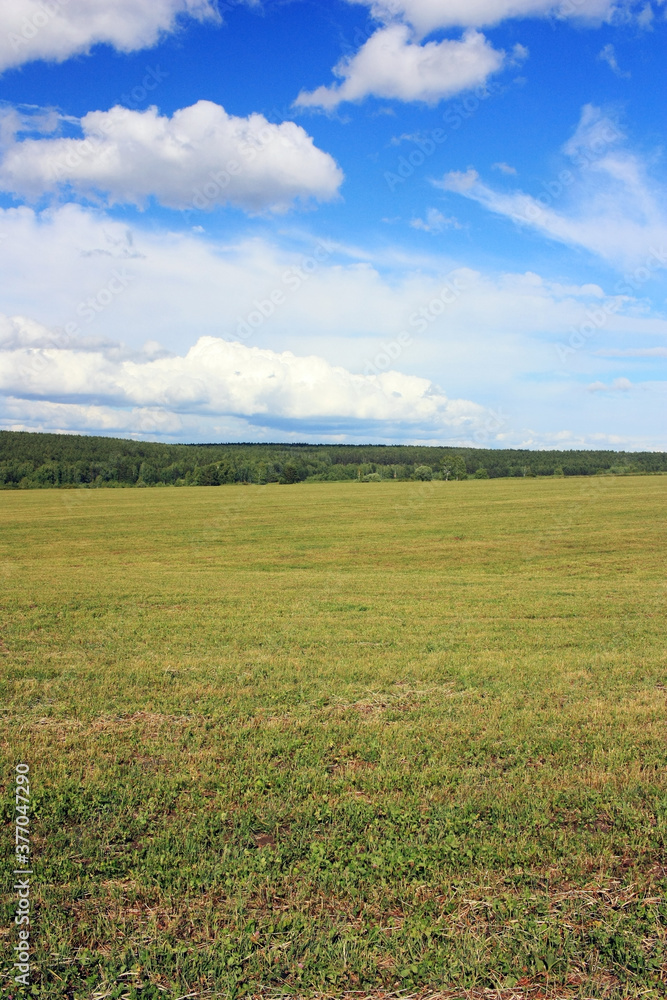 Fototapeta premium Green field under the blue sky