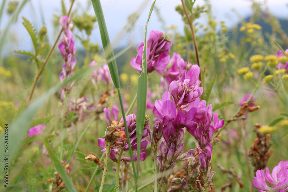 Obraz premium summer glade with wild pink flowers, background