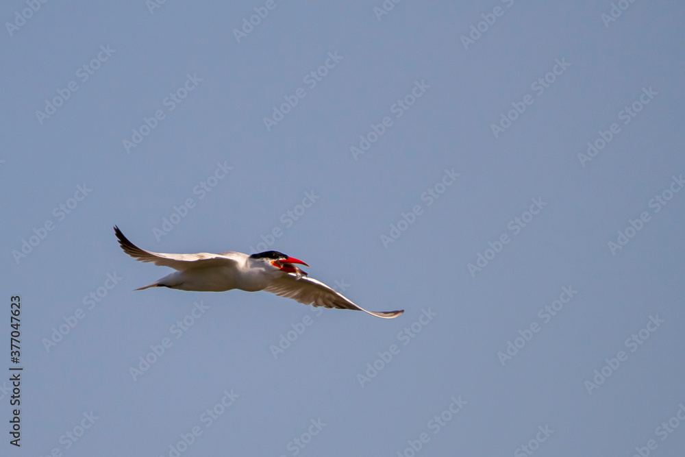 Fototapeta premium A caspian tern (Hydroprogne Caspia) is flying over the Chesapeake bay around Eastern Neck Island of Maryland, The bird is carrying a fish in its mouth.