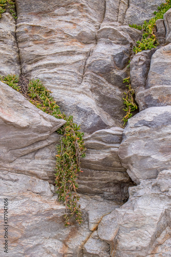 A delicate small green succulent plant grows in the cracks of coastal rocks