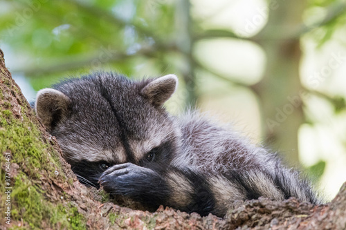 A sleepy young raccoon rests in the crook of a fir tree.