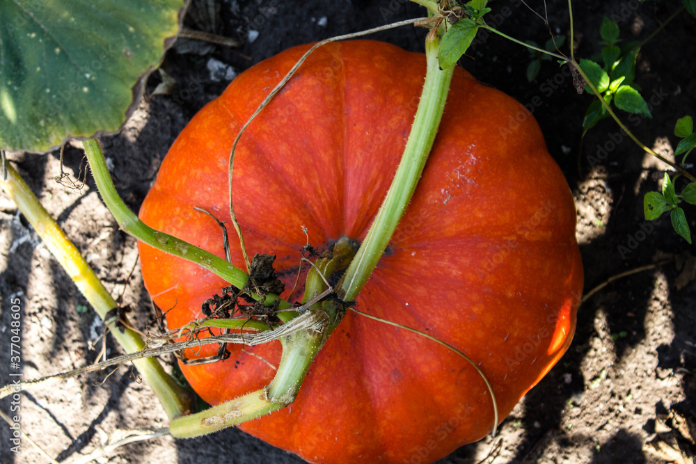 Obraz premium a ripe pumpkin in the sun in the garden