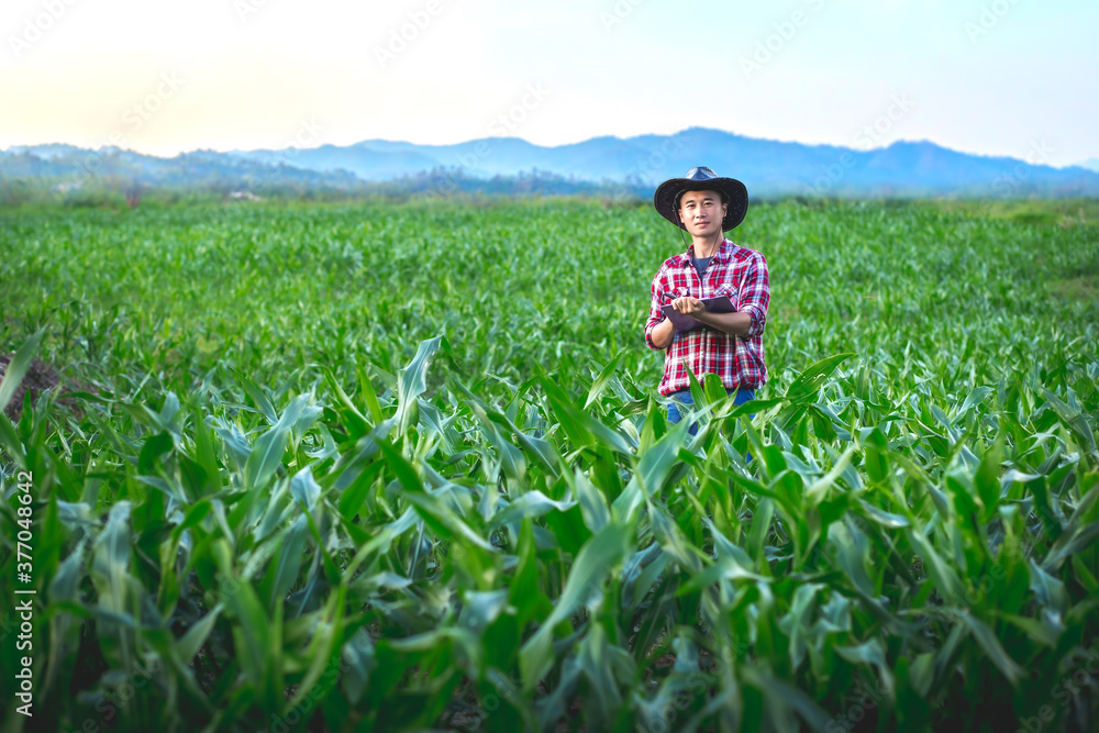 Handsome farmer standing and recording the growth of corn in corn field, Agribusiness concept. Handsome farmer standing and recording the growth of corn in corn field, Agribusiness concept.