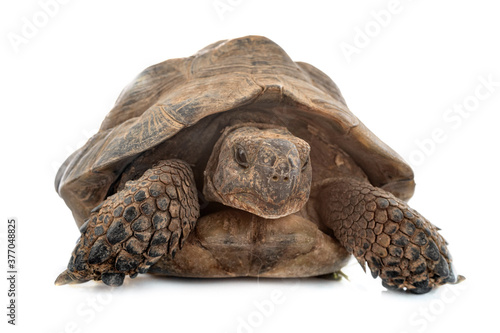 Quadro su tela Greek tortoise in studio