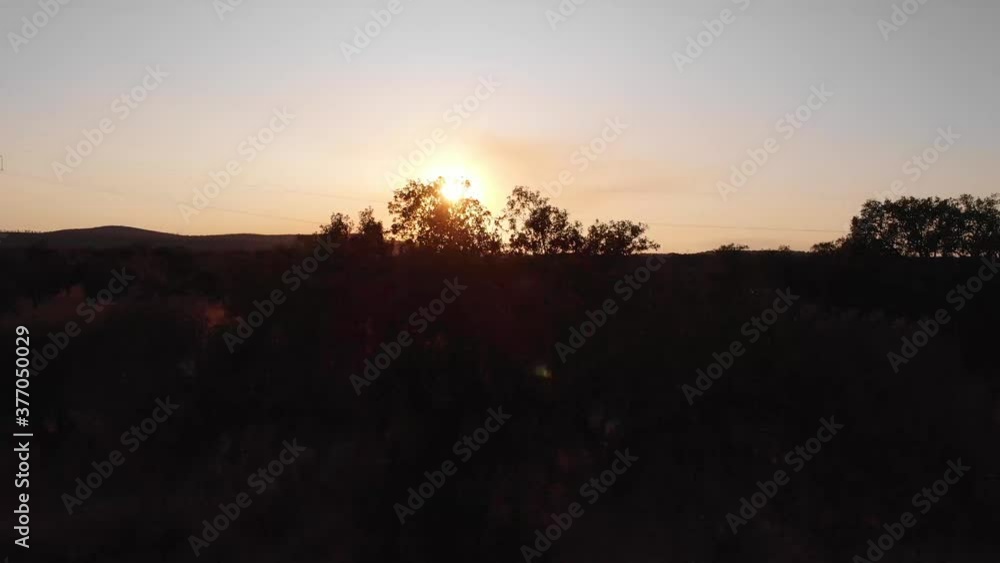 Beautiful sunset through the branches of a holm tree Beautiful sunset through the branches of a holm tree
