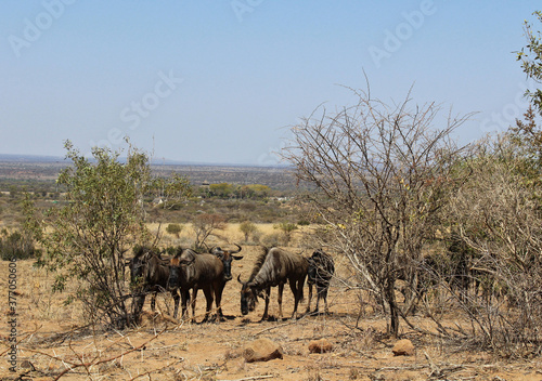 Blue wildebeests at an African national park